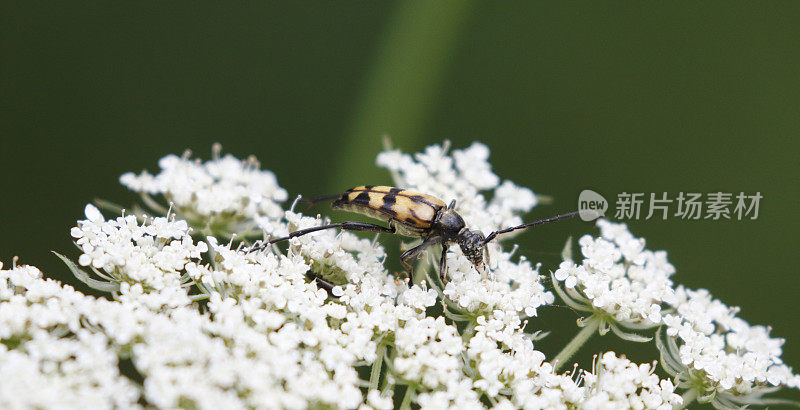 斑角甲虫(Leptura quadrifasciata)